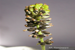 Psoralea corylifolia